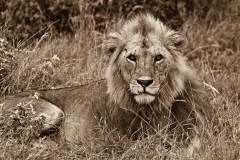 Der König der Tiere, ein Löwe