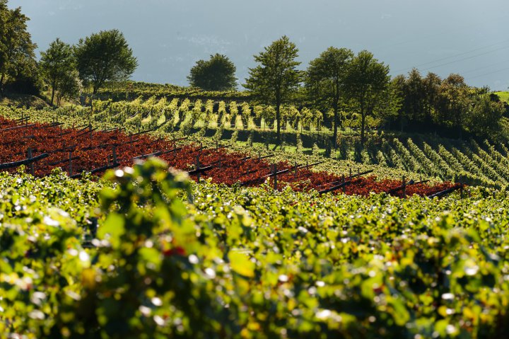 Herbstlicht am Weinberg