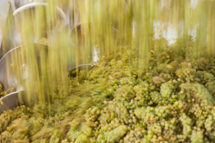 Weinpresse in Betrieb