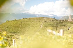 Weinberge in St.Magdalena in Bozen