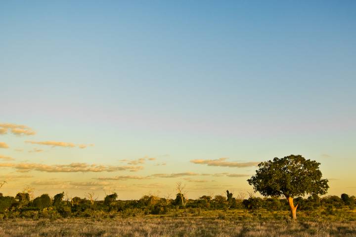 Der Baum in der Dämmerung