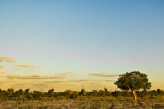 Die Steppe