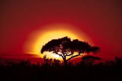 Reisefotografie: Sonnenuntergang mit Akazienbäumen in Kenya