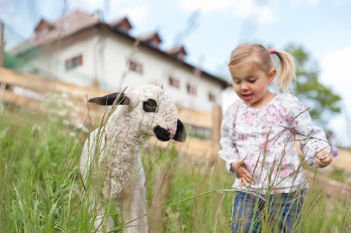 Ein Schäfchen auf der Weide
