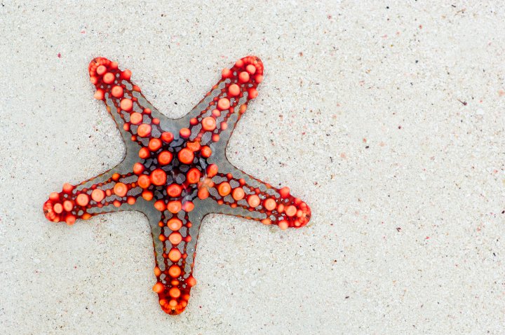 Ein Seestern am Sandstrand