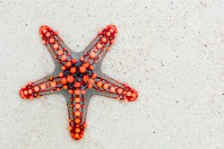 Ein Seestern am Sandstrand