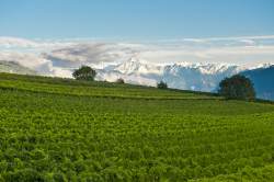 Landschaftsfotografie von Weinbergen und Schneebergen in Girlan