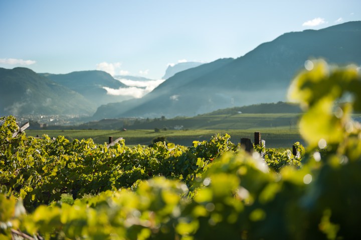 Landschaft mit Weinreben, Bergen und Nebel in Girlan, Eppan