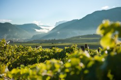Landschaft mit Weinreben, Bergen und Nebel in Girlan, Eppan